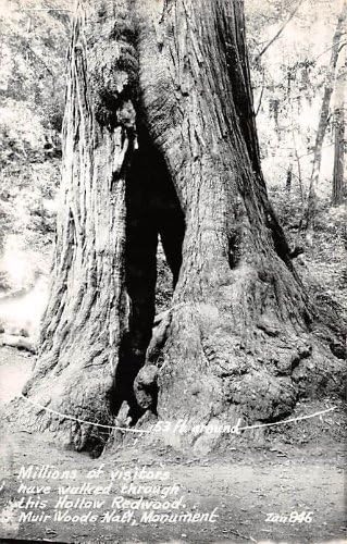 אנדרטה לאומית של Muir Woods, גלויה בקליפורניה